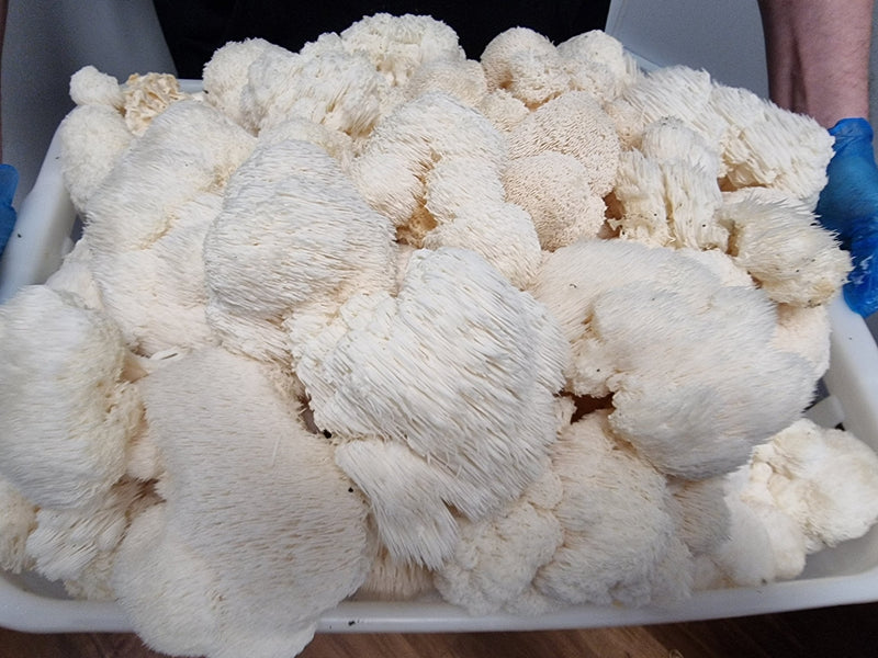 Freshly harvested Lion’s Mane mushrooms piled in a white plastic crate, showing dense white spines and fluffy texture ready for processing.