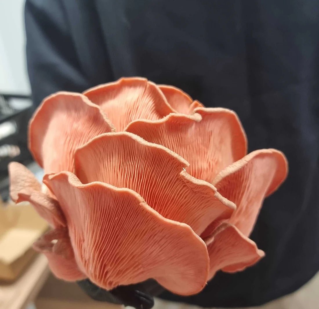 Pink Oyster Mushrooms for Sale: Discover the Exquisite Beauty and Irresistible Flavors - Xotic Mushrooms