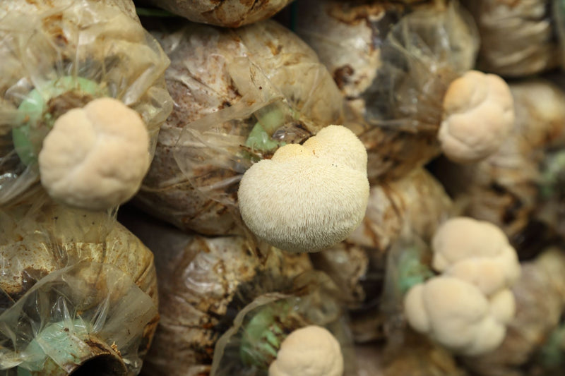 Close-up of Lion’s Mane mushrooms growing from plastic cultivation bags filled with substrate in an indoor farm.