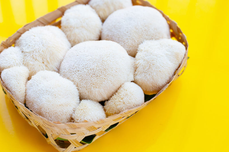 Fresh Lion’s Mane mushrooms arranged in a woven basket against a bright yellow background, showing their round, shaggy white texture.