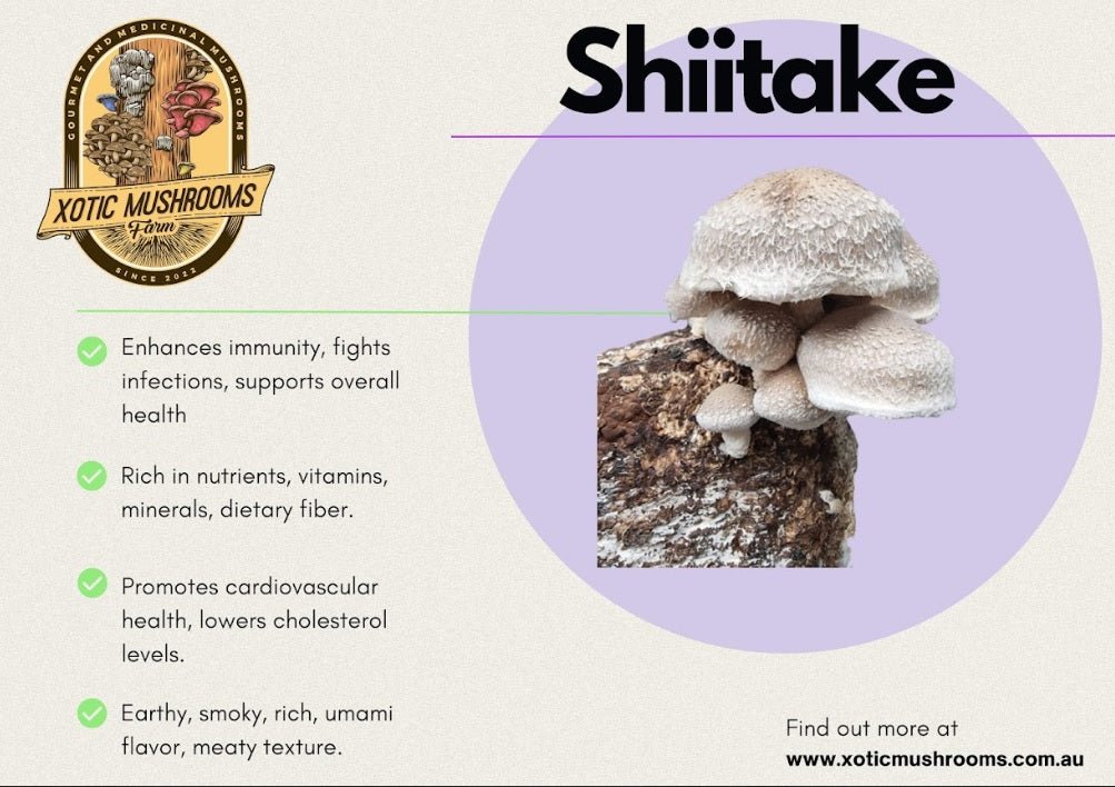 Shiitake - Xotic Mushrooms