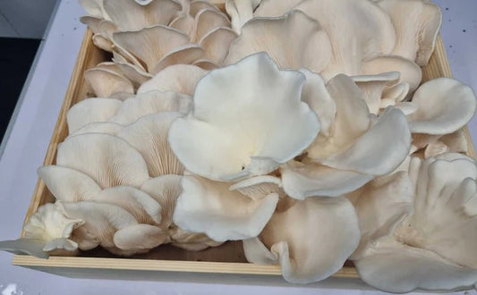 Snow White Oyster Mushrooms for Sale – Prized for Their Unique Flavour! - Xotic Mushrooms