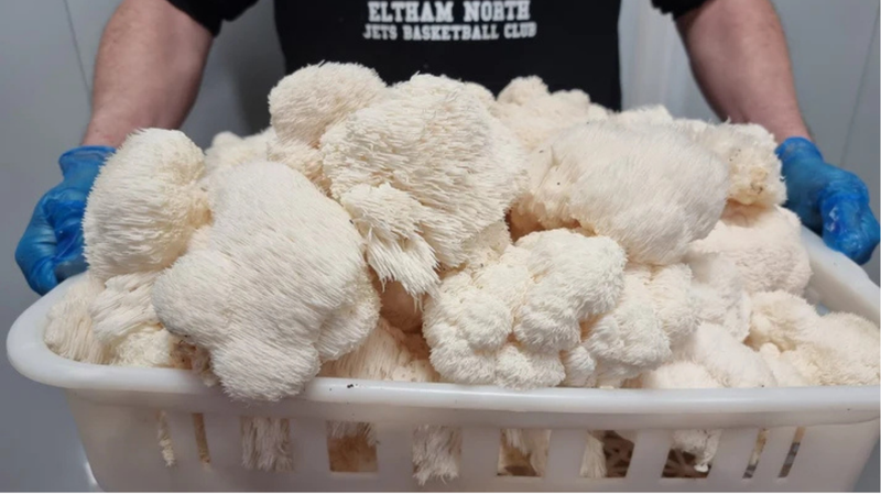 Fresh Lion’s Mane mushrooms piled in white basket held by person wearing blue gloves.