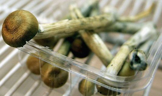 The 5 Best Mushrooms for Anxiety and Depression - Xotic Mushrooms