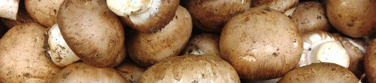 The Benefits of Swiss Brown Mushrooms: A Brief Overview - Xotic Mushrooms