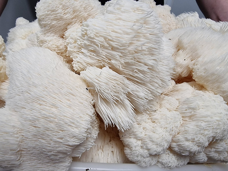 The Best Mushroom Supplements for Mood - Xotic Mushrooms
