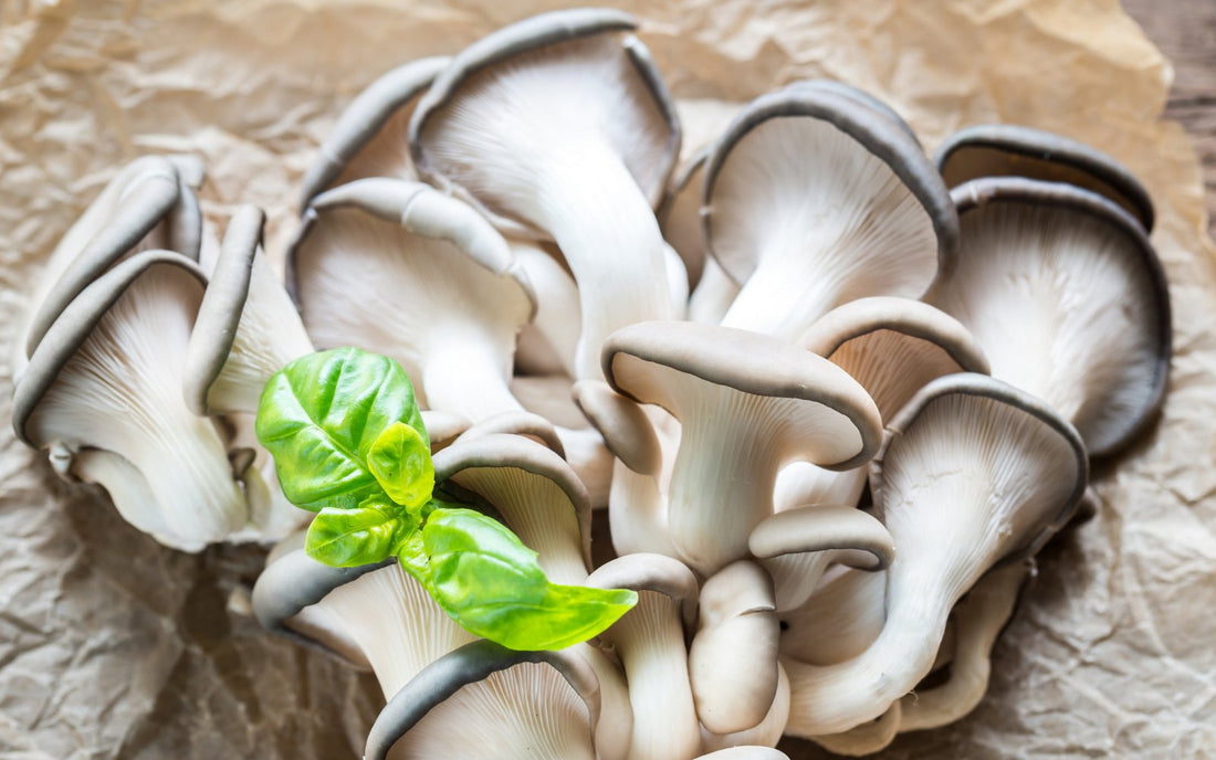 The Best Mushrooms for Inflammation - Xotic Mushrooms