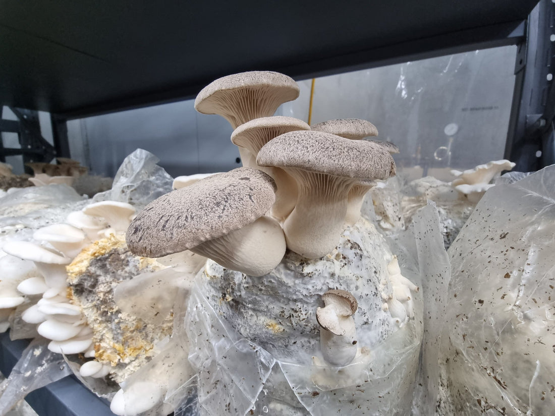 The Environmental Impact of Local Mushroom Farming - Xotic Mushrooms