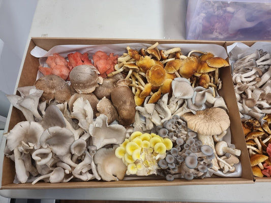 The Top 10 Medicinal Mushrooms - Xotic Mushrooms