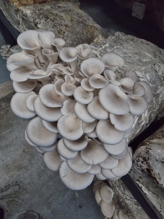 Types Of Oyster Mushrooms (Top 7 Types You Need To Know) - Xotic Mushrooms