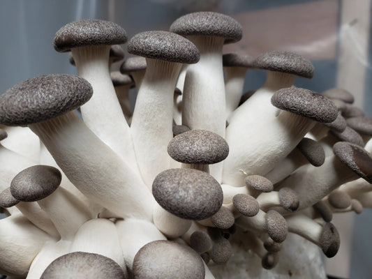 Unveiling the Hidden Secret: The Health Benefits of Black Pearl Mushrooms - Xotic Mushrooms