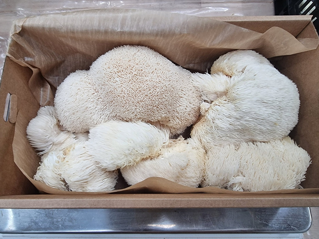 What are Adaptogenic Mushrooms? - Xotic Mushrooms