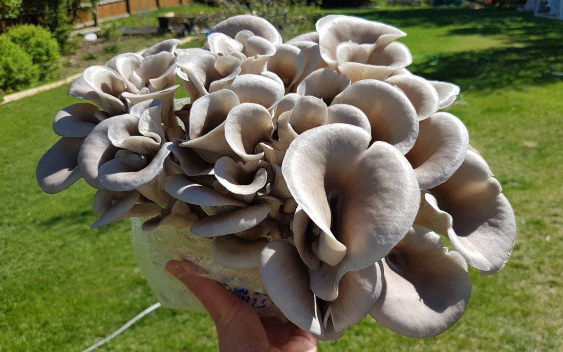 What Are the Benefits of Oyster Mushrooms - Xotic Mushrooms