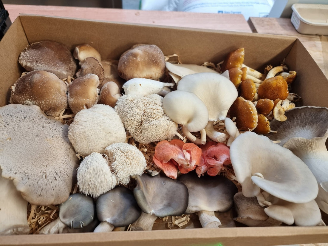 What Are the Best Mushrooms for Chronic Pain? - Xotic Mushrooms