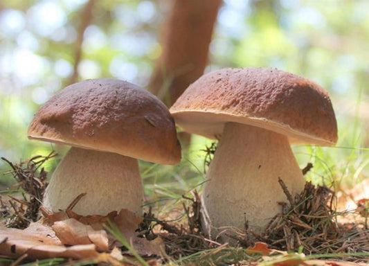 What Are the Health Benefits of Porcini Mushrooms - Xotic Mushrooms