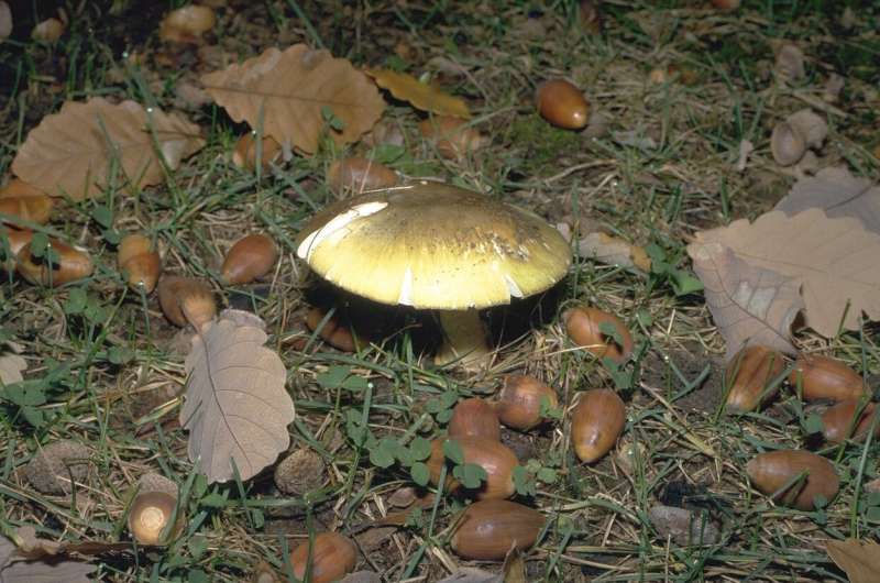 What Mushrooms Are Poisonous In Australia - Xotic Mushrooms