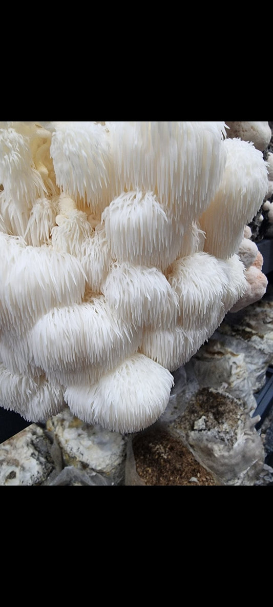 What Time Should I Take Lion’s Mane Mushrooms? - Xotic Mushrooms