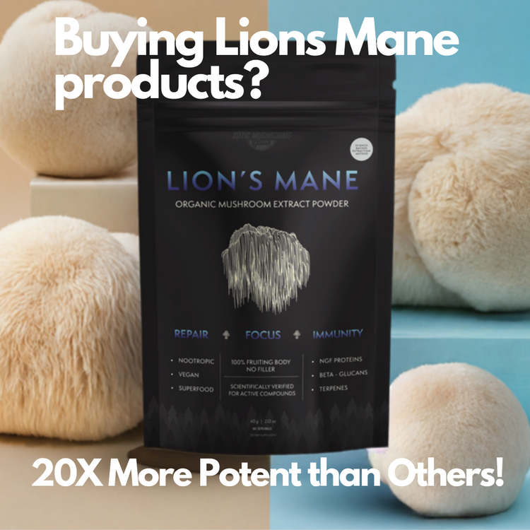 Lion’s Mane extract powder pouch displayed between whole Lion’s Mane mushrooms with promotional potency text overlay.