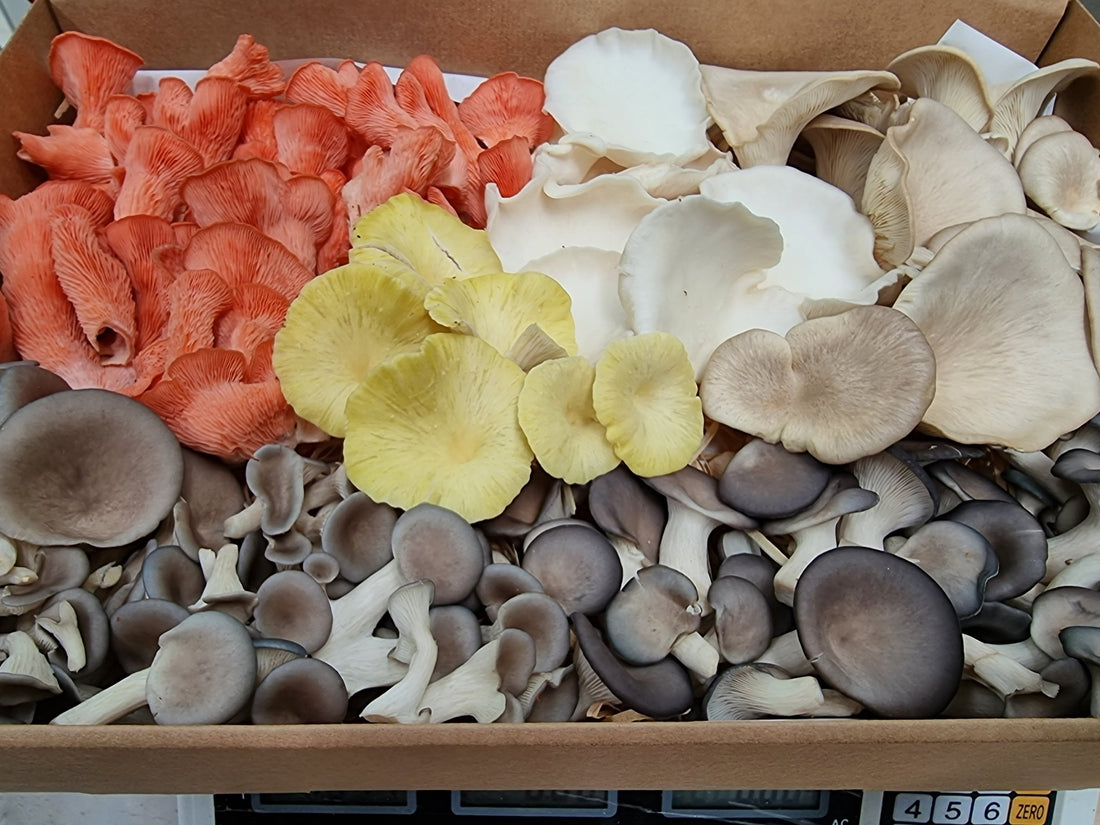 What Vitamins Do Mushrooms Have? - Xotic Mushrooms