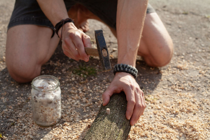 Person inoculating a small log outdoors with mushroom spawn using a hammer, with a jar of spawn beside them on wood shavings.