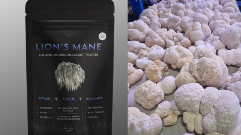 Lion’s Mane extract powder placed next to fresh Lion’s Mane fruiting bodies, illustrating raw material to finished extract comparison.