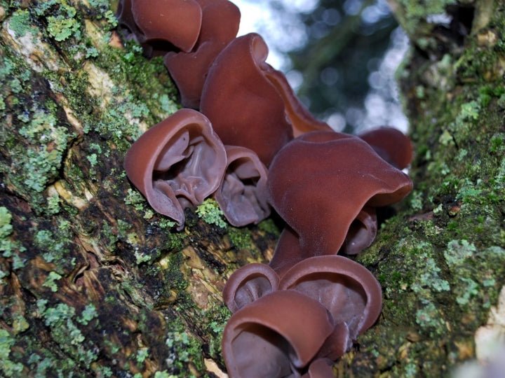 Wood Ear Mushroom Benefits: What They Do, Why You Should Use Them, and How to Enjoy Them - Xotic Mushrooms