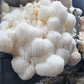 Lions Mane Organic Freeze Dried Extract Powder | 100% Fruit Bodies 12:1 Extract