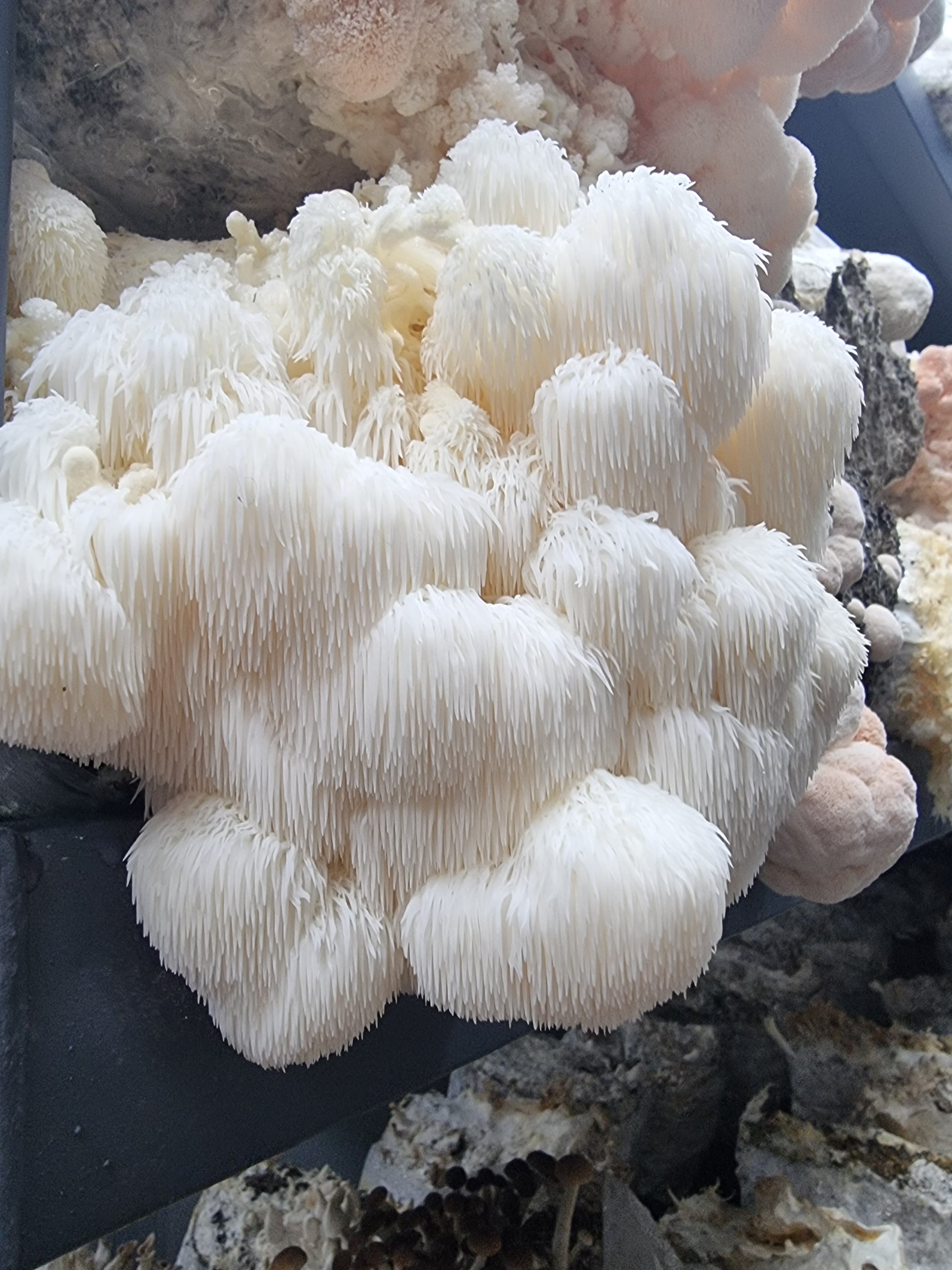 can-lion-s-mane-mushrooms-interact-with-medications-what-to-watch-for