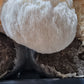 Lions Mane Organic Freeze Dried Extract Powder | 100% Fruit Bodies 12:1 Extract
