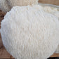 Lions Mane Organic Freeze Dried Extract Powder | 100% Fruit Bodies 12:1 Extract