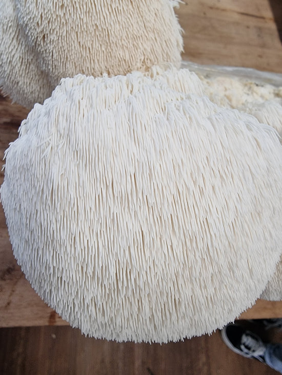 Shiitake Mushrooms: The Comprehensive Guide – Xotic Mushrooms