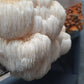 Lions Mane Organic Freeze Dried Extract Powder | 100% Fruit Bodies 12:1 Extract