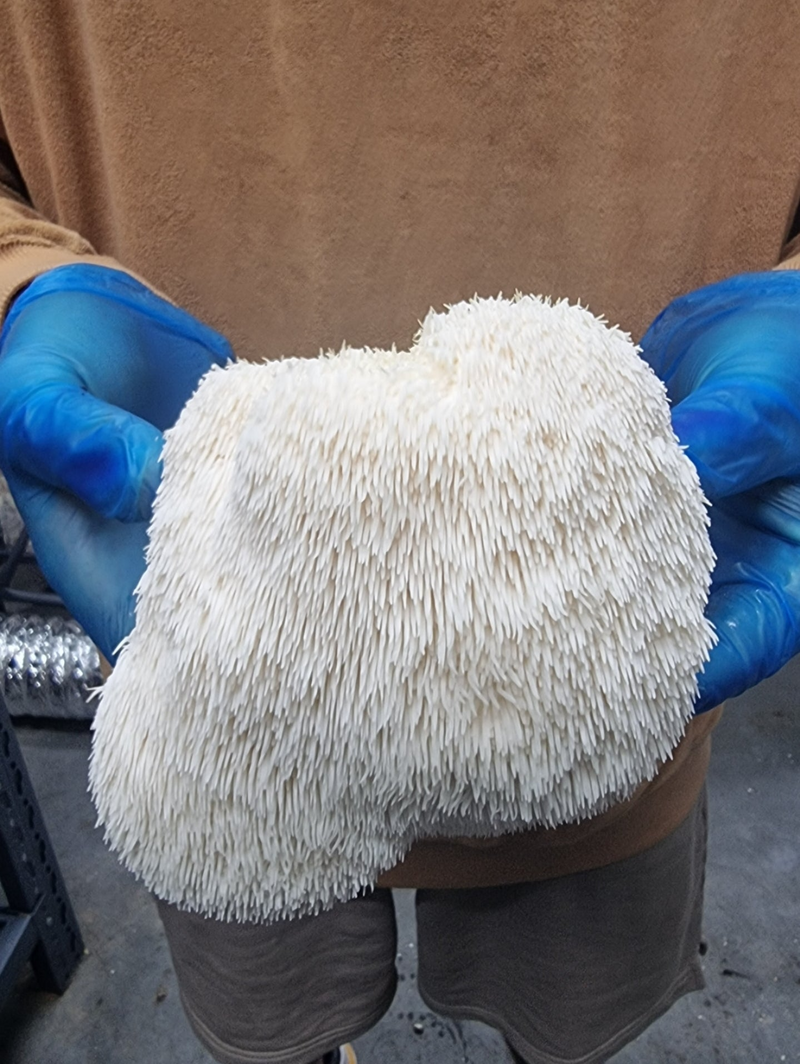 How to build a daily mushroom routine