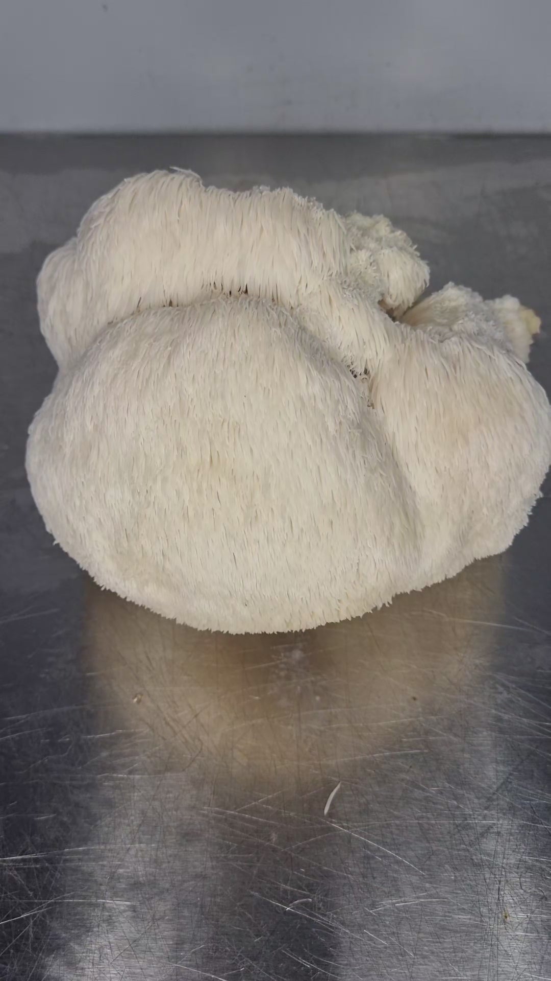 Lions Mane Organic Freeze Dried Extract Powder | 100% Fruit Bodies 12:1 Extract