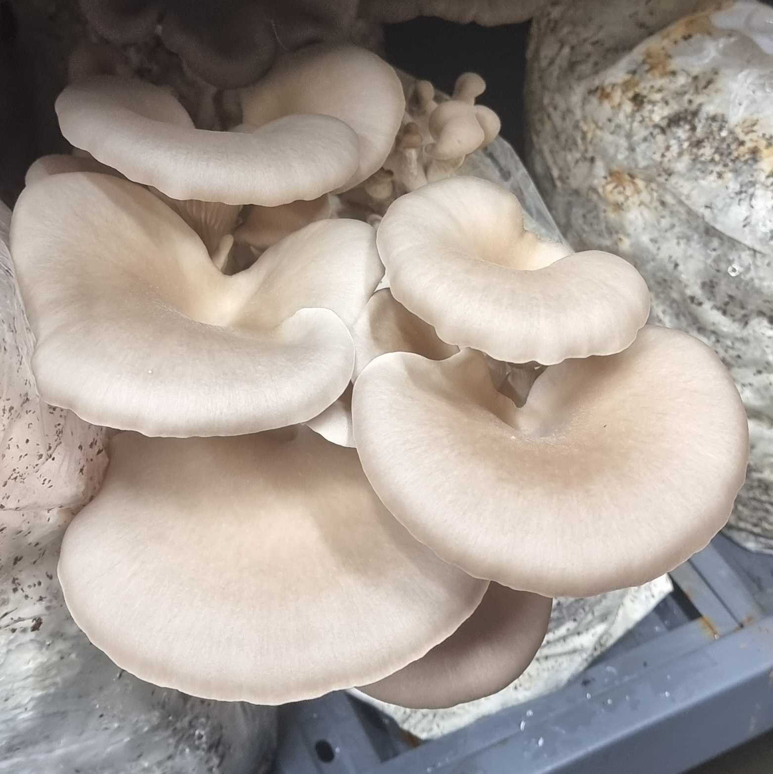 1kg Butterscotch Oyster Mushrooms - Xotic Mushrooms