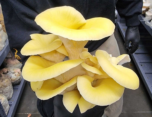 1kg Golden (Yellow) Oyster Mushrooms - Xotic Mushrooms
