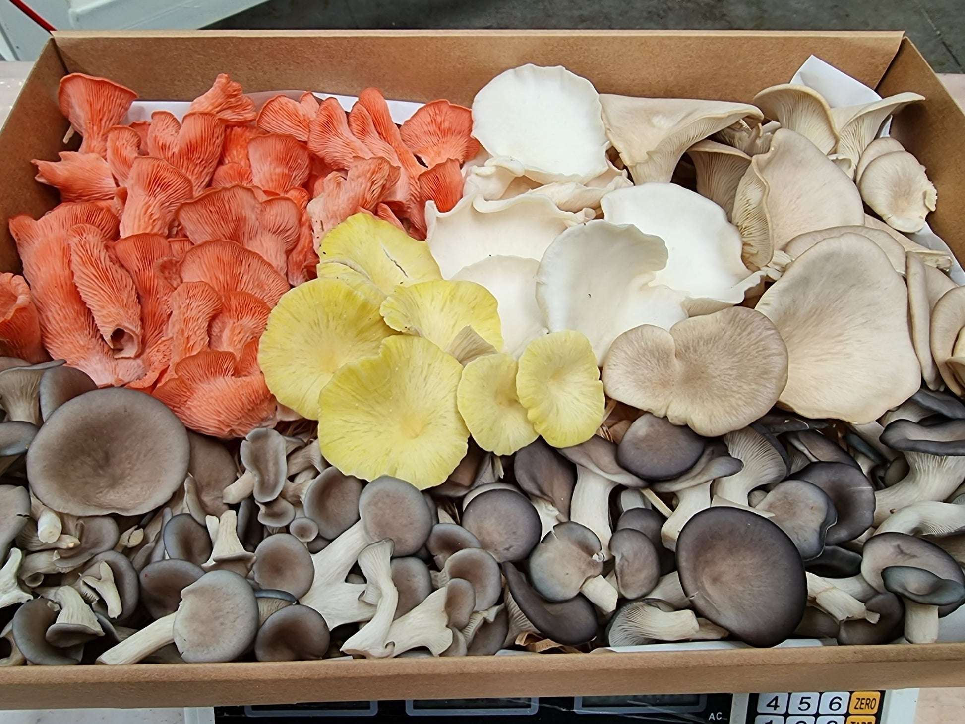 1kg Mixed Variety Xotic Mushroom Tray - Xotic Mushrooms