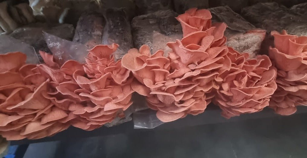 1kg Pink Oyster Mushrooms - Xotic Mushrooms