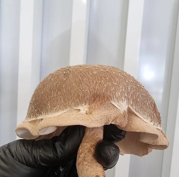 Australian Shiitake - Xotic Mushrooms