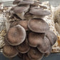 Black Pearl King - 1kg Organic | Australian Grown -Exotic Mushroom Xotic Mushrooms