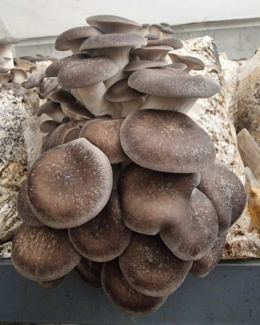 Black Pearl King - 1kg Organic | Australian Grown -Exotic Mushroom Xotic Mushrooms