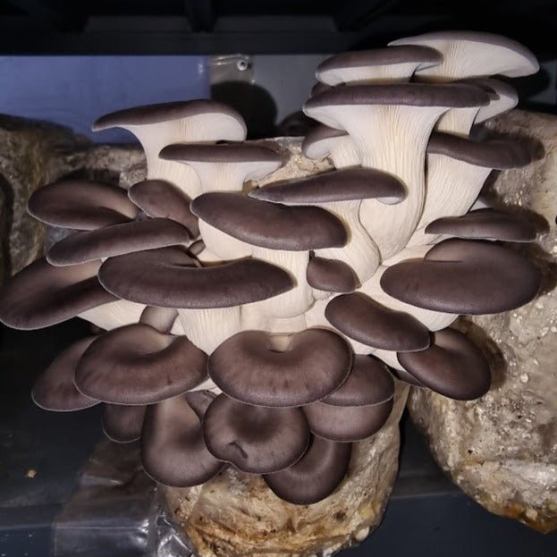 Blue Oyster - 1kg Organic | Australian Grown -Exotic Mushroom Xotic Mushrooms