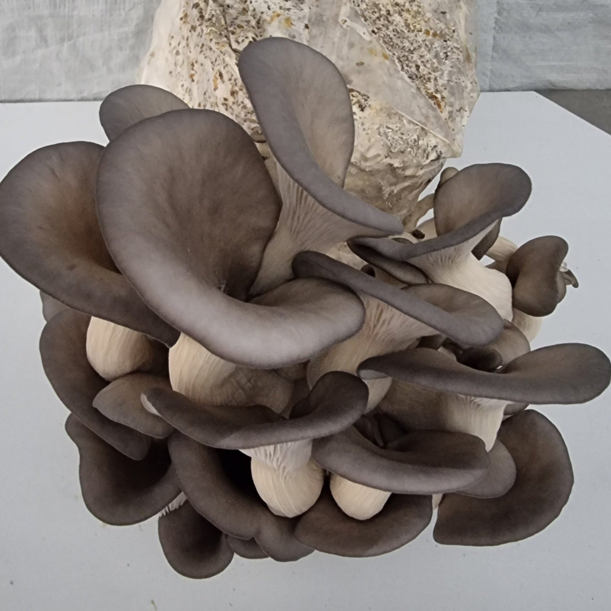 Blue Oyster - 1kg Organic | Australian Grown -Exotic Mushroom Xotic Mushrooms