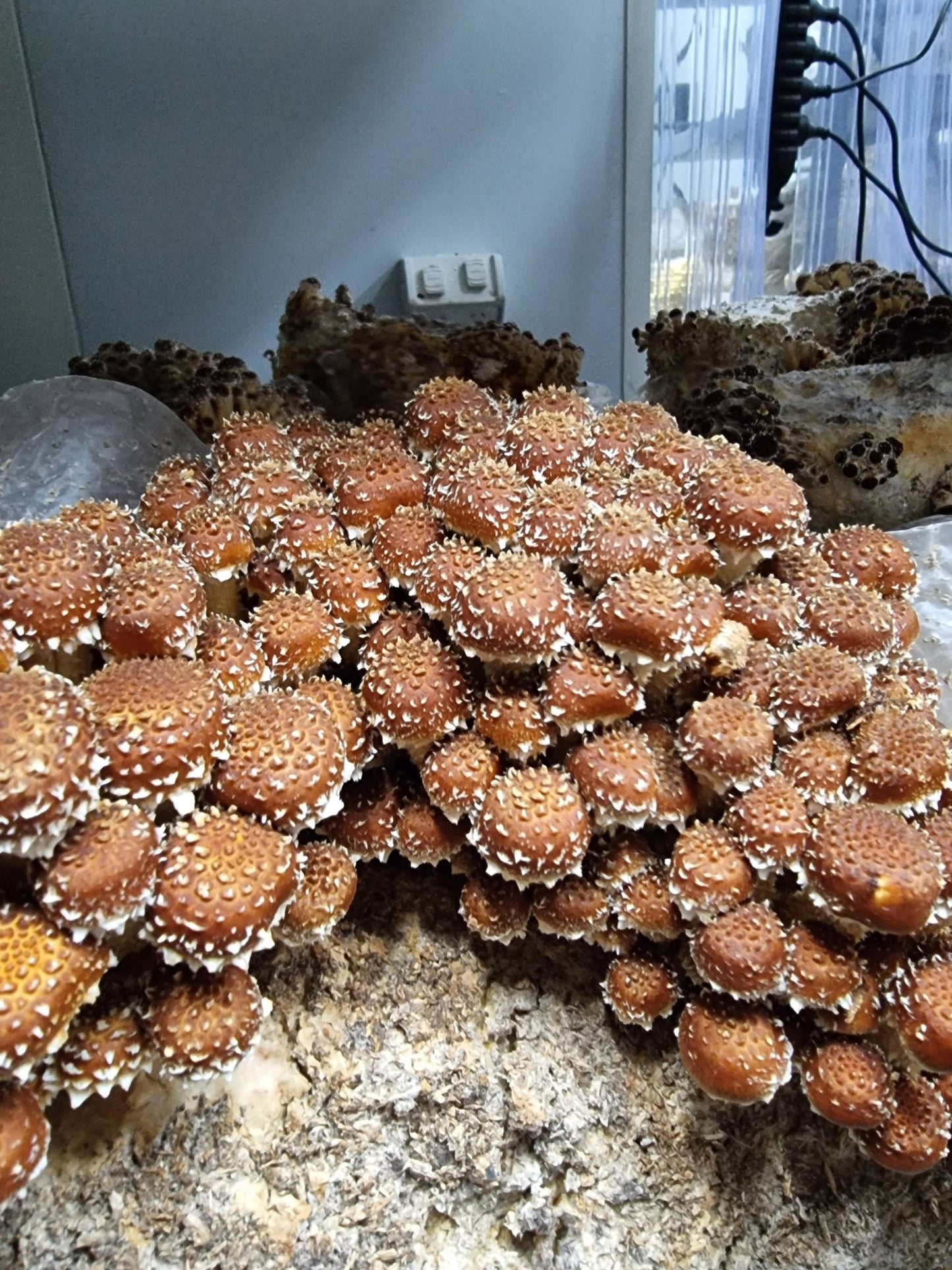 Chestnut Mushrooms (Pholiota Adiposa) -Exotic Mushroom Xotic Mushrooms