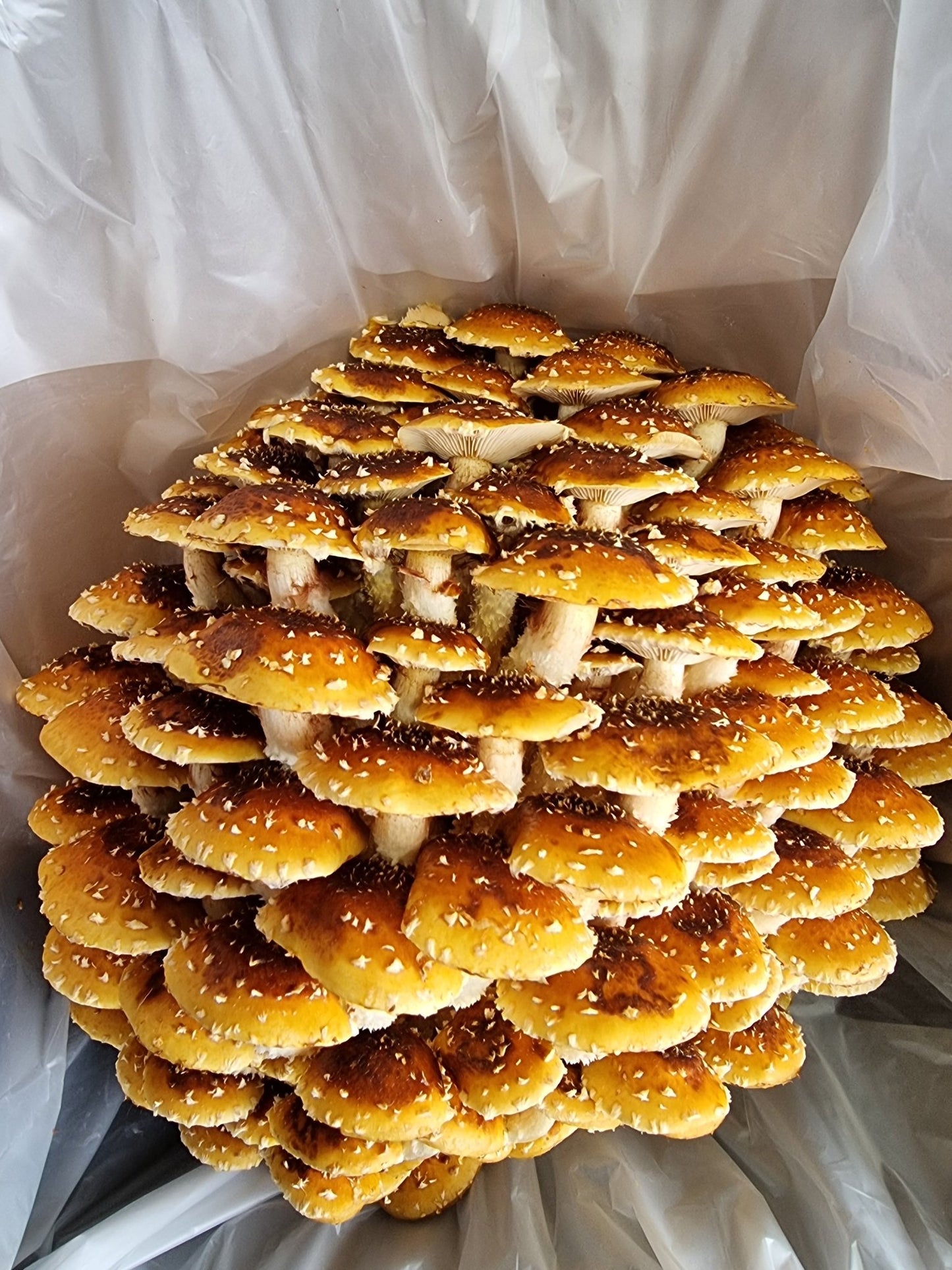 Chestnut Mushrooms (Pholiota Adiposa) -Exotic Mushroom Xotic Mushrooms
