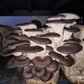 Chocolate Oyster Mushroom (Pleurotus ostreatus) | Australian Grown & Organic -Exotic Mushroom Xotic Mushrooms