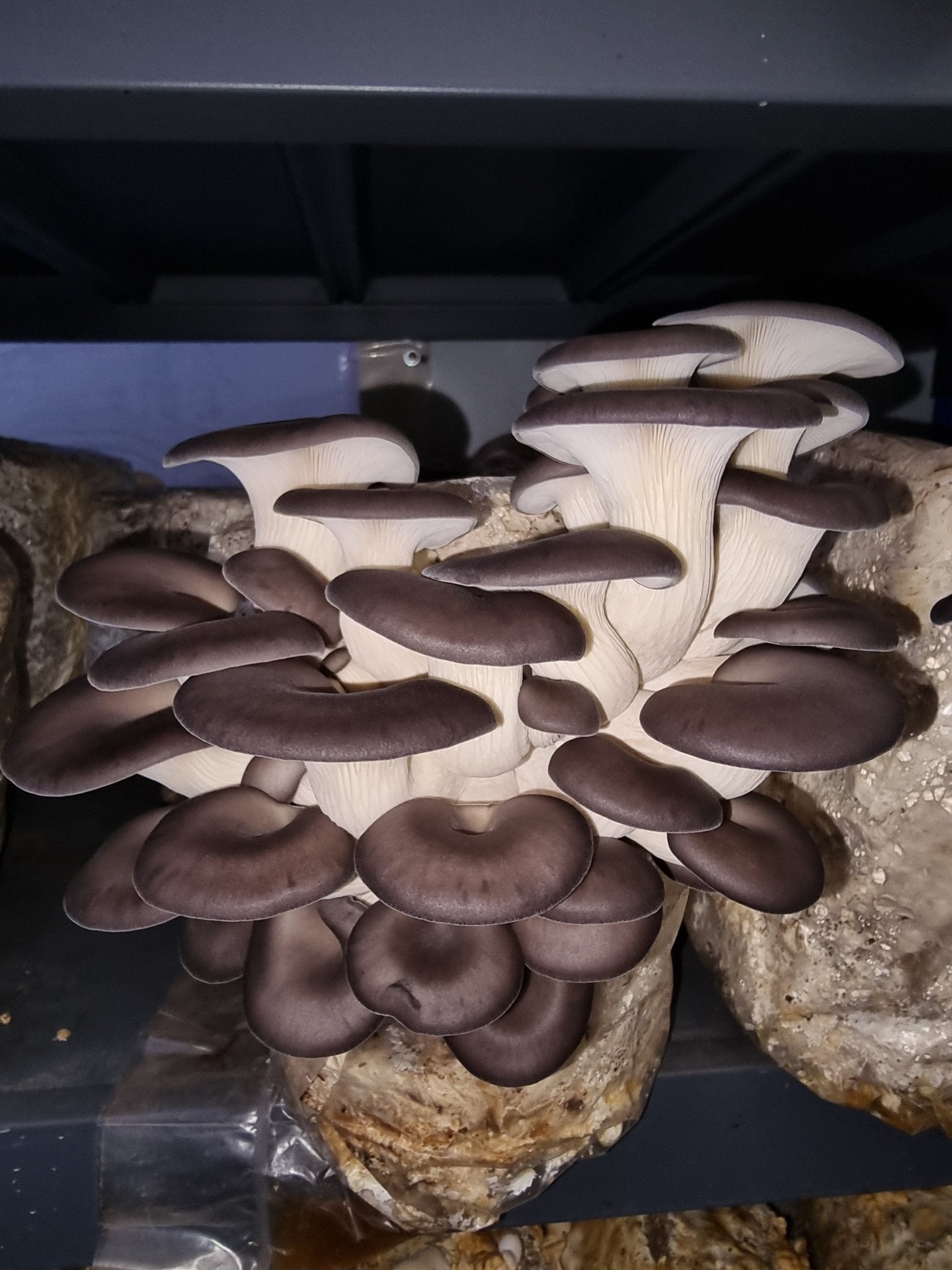 Chocolate Oyster Mushroom (Pleurotus ostreatus) | Australian Grown & Organic -Exotic Mushroom Xotic Mushrooms