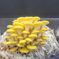 Golden Oyster (Yellow) Mushroom Grow Kit - Xotic Mushrooms
