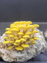 Golden Oyster (Yellow) Mushroom Grow Kit - Xotic Mushrooms