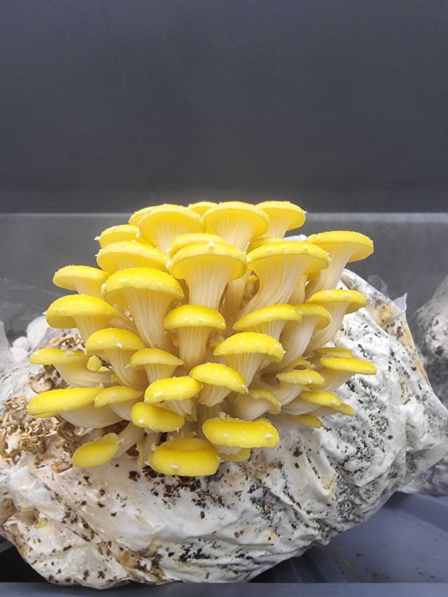 Golden Oyster (Yellow) Mushroom Grow Kit - Xotic Mushrooms